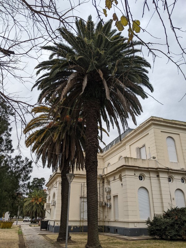 Ejemplar de Palmera en el Parque Alsina